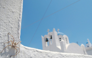 Паук на стене