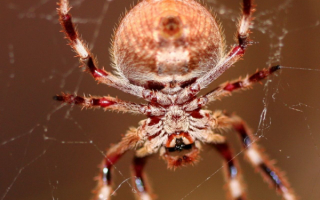 Полосатый паук