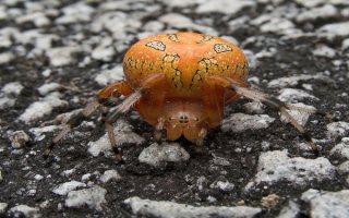 Паук ползет по земле