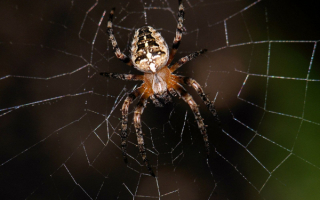 Паук на паутине