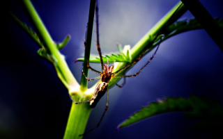 Паук на ветке