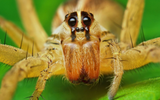 Желтый паук