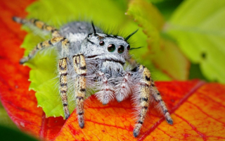 Паук на листьях