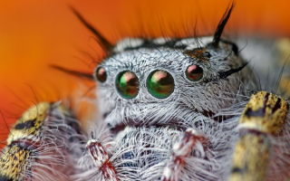 Глаза паука