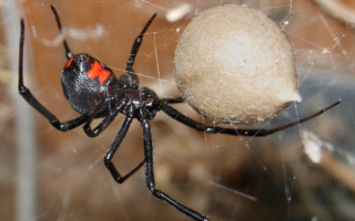 Паук черная вдова