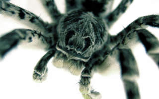 Пятнистый паук