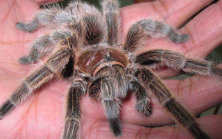 Паук на руке