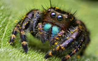 Паук на траве