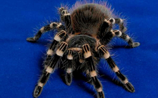 Пушистый паук