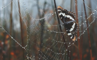 Паук и бабочка