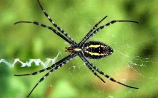 Паук ждет добычу