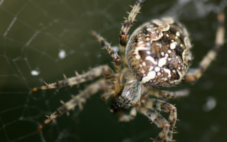 Крупный паук