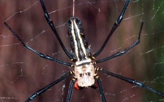 Восьмилапый паук