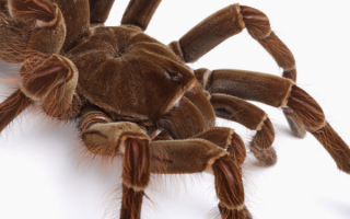 Коричневый паук