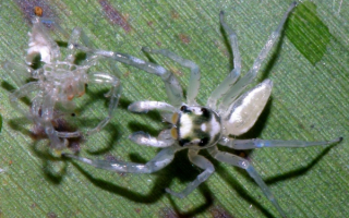 Перламутровый паук