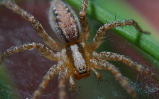 Большой паук на паутине
