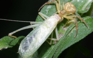 Паук поймал бабочку