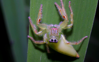 Паук мормон