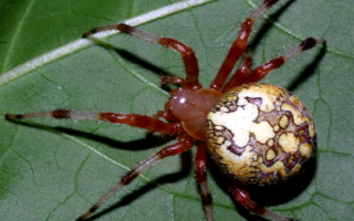 Мраморный паук вид сверху