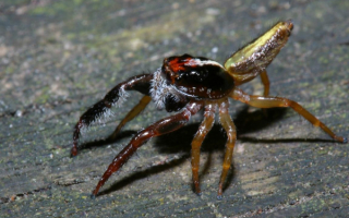 Паук из Новой Зеландии