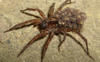 Паук волк с детенышами