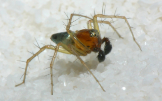 Индонезийский паук