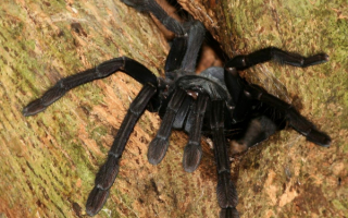 Тарантул острова Сулавеси