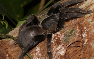 Тарантул на дереве