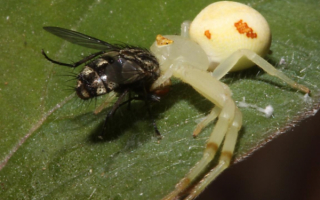 Паук тикаль