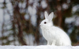 Заяц в зимнюю пору