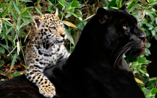 Пантера с детенышем леопарда