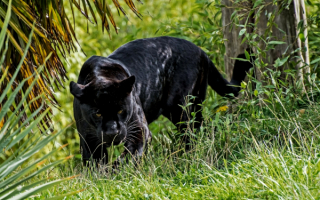 Хищная черная кошка пантера