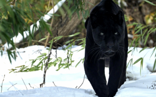 Черная пантера - хищная кошка