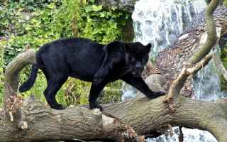 Черная пантера на дереве у водопада