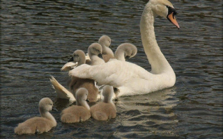 Лебедь мама с потомством