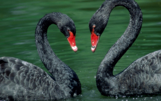Два черных лебедя