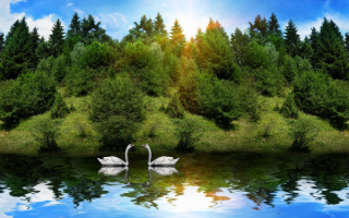 Лебеди на таежном озере