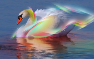 Красивый лебедь
