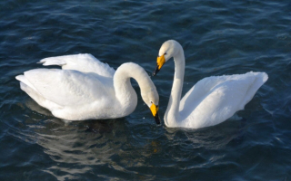 Лебеди кликуны