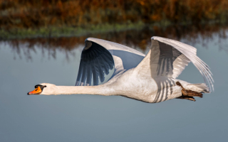 Лебедь в полете