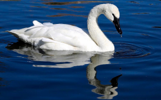 Лебедь трубач