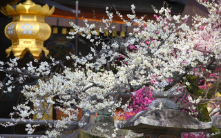 Японская весна