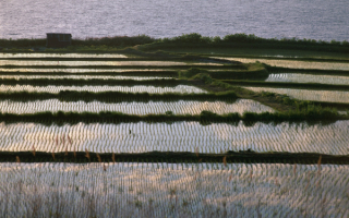 Рисовые поля Японии