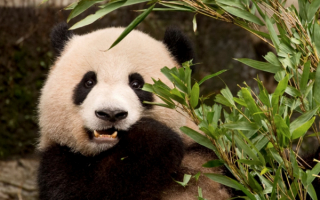 Панда в зоопарке города Чунцин