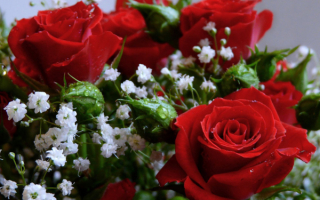 Розы любимой