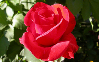 Роза любимой девушке