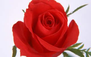 Роза любимой девушке