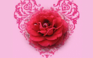 Роза валентинка