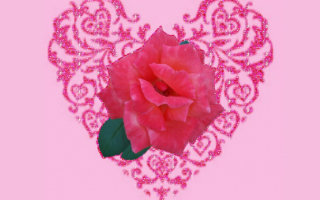 Роза валентинка