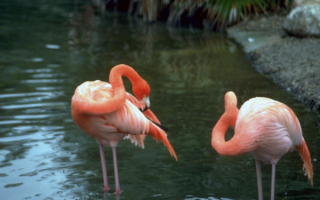 Розовый фламинго живет на Кипре
